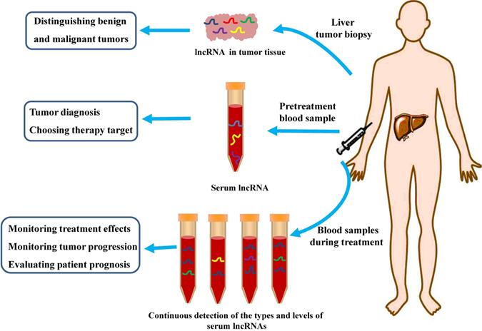 Int J Biol Sci Image