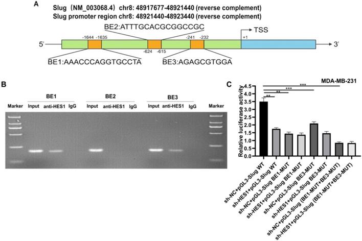 Int J Biol Sci Image