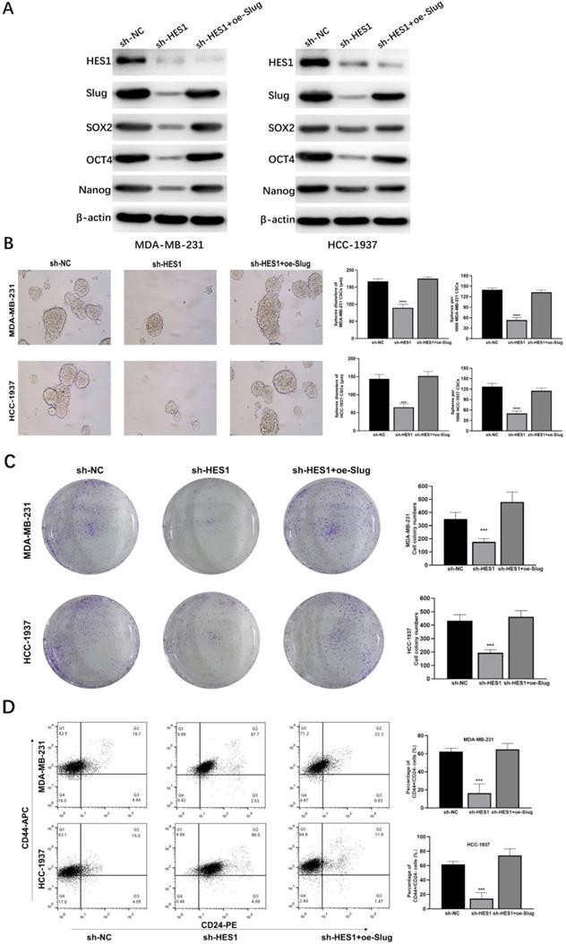 Int J Biol Sci Image