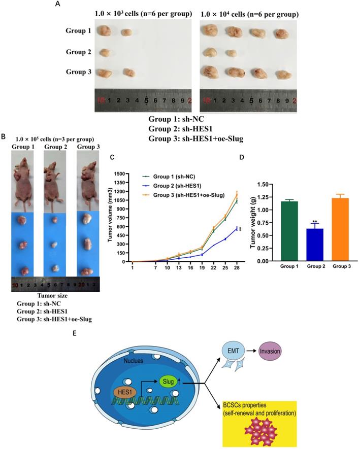 Int J Biol Sci Image