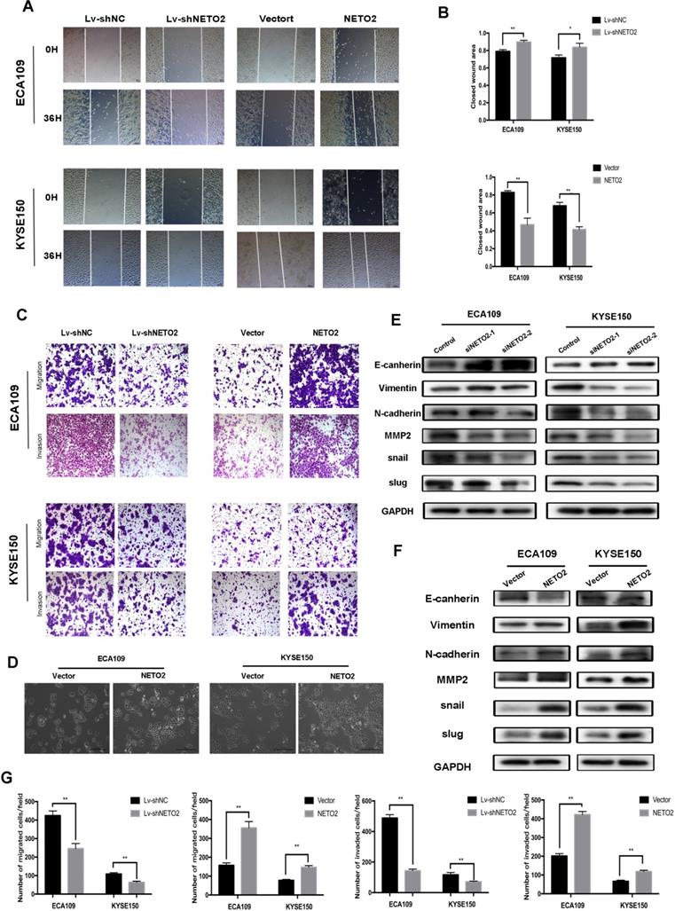 Int J Biol Sci Image