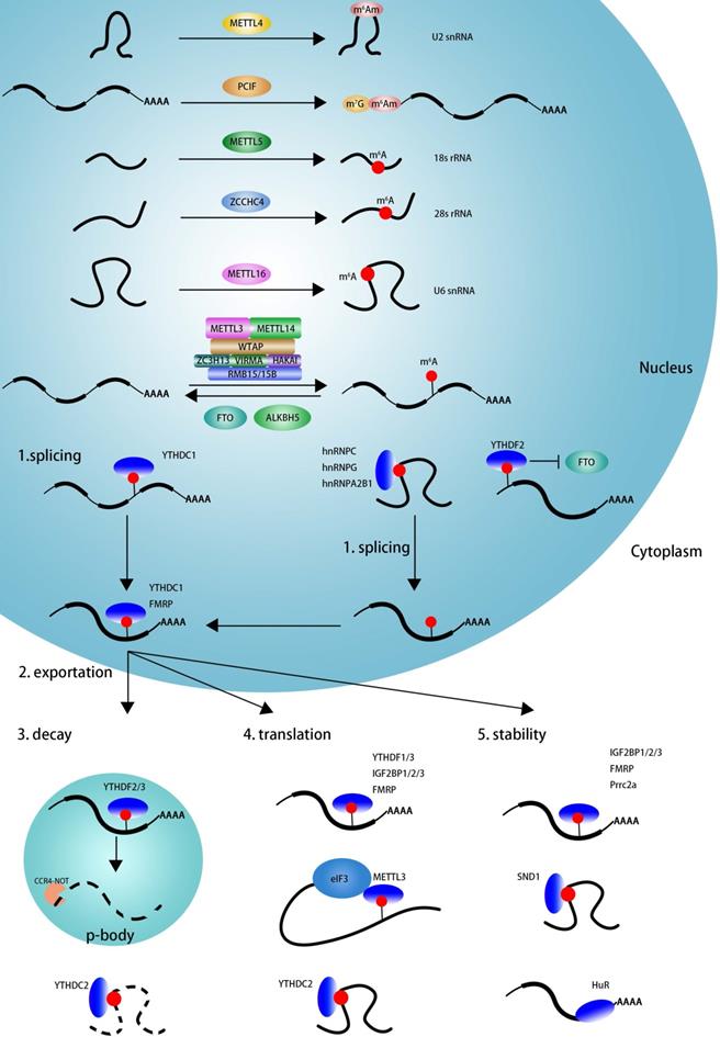 Int J Biol Sci Image