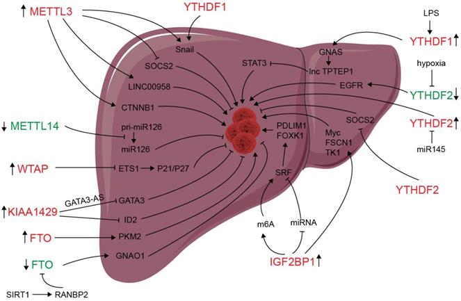 Int J Biol Sci Image