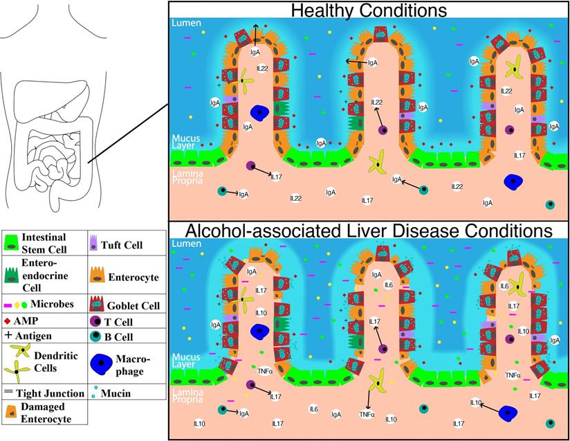 Int J Biol Sci Image