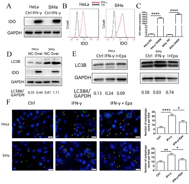 Int J Biol Sci Image