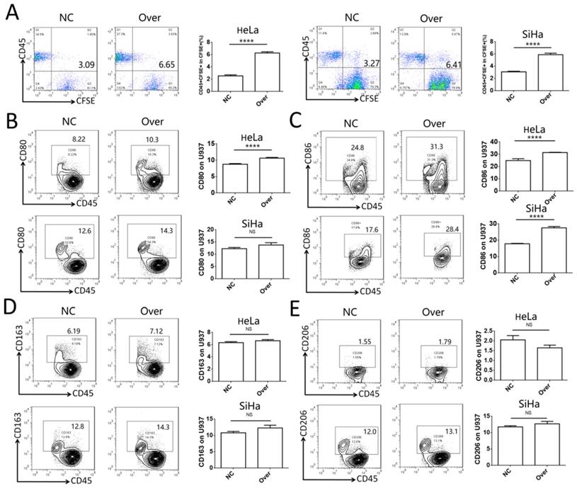 Int J Biol Sci Image