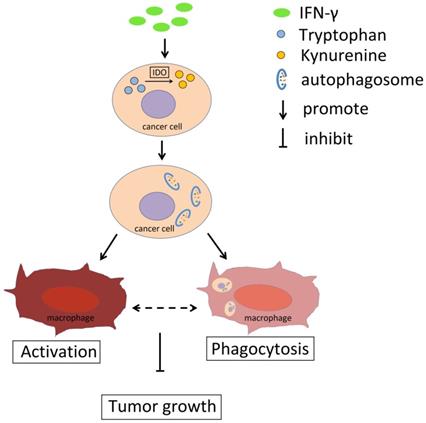 Int J Biol Sci Image