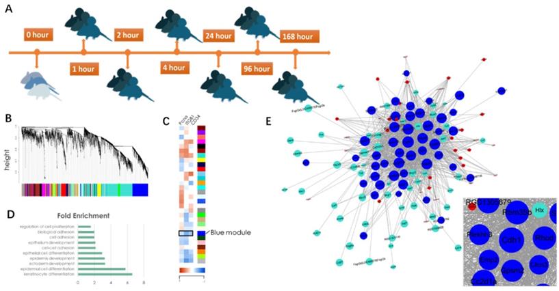 Int J Biol Sci Image