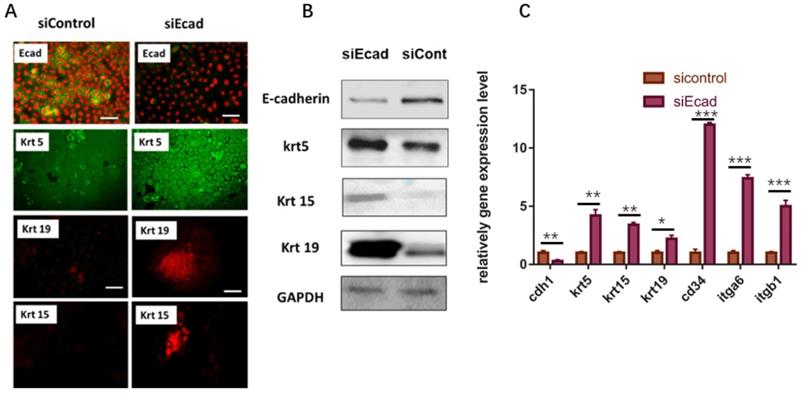 Int J Biol Sci Image