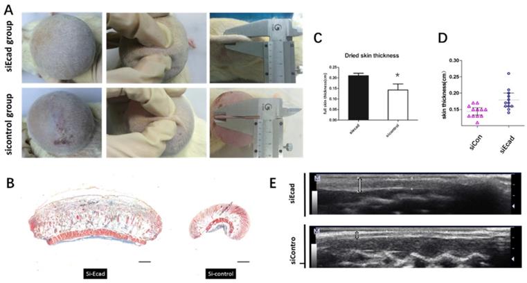 Int J Biol Sci Image