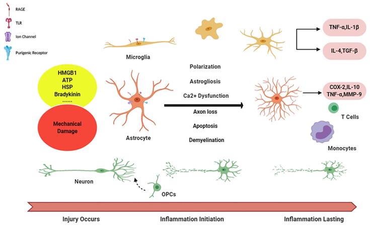 Int J Biol Sci Image