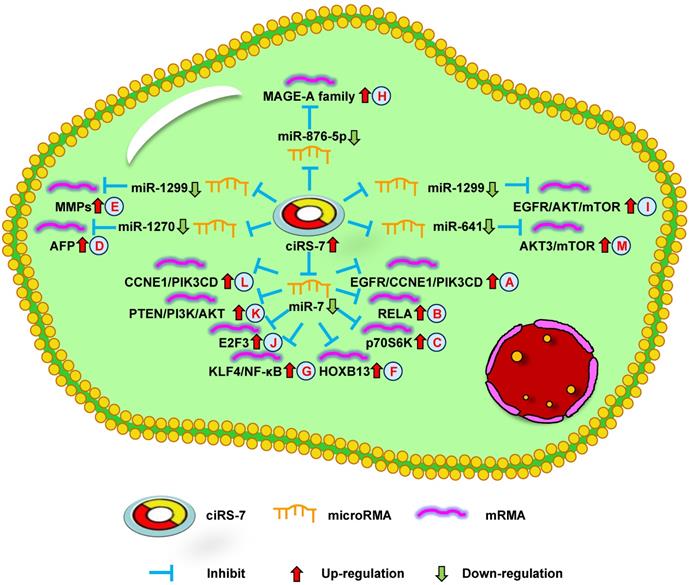 Int J Biol Sci Image