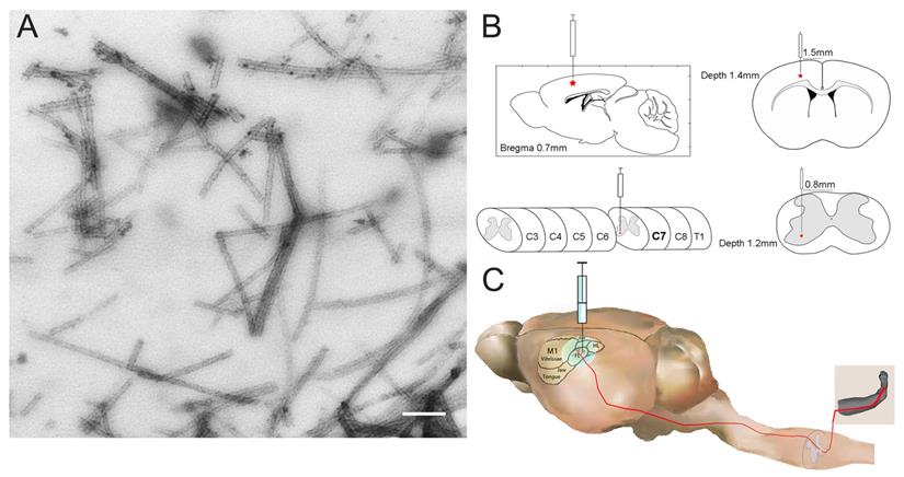 Int J Biol Sci Image