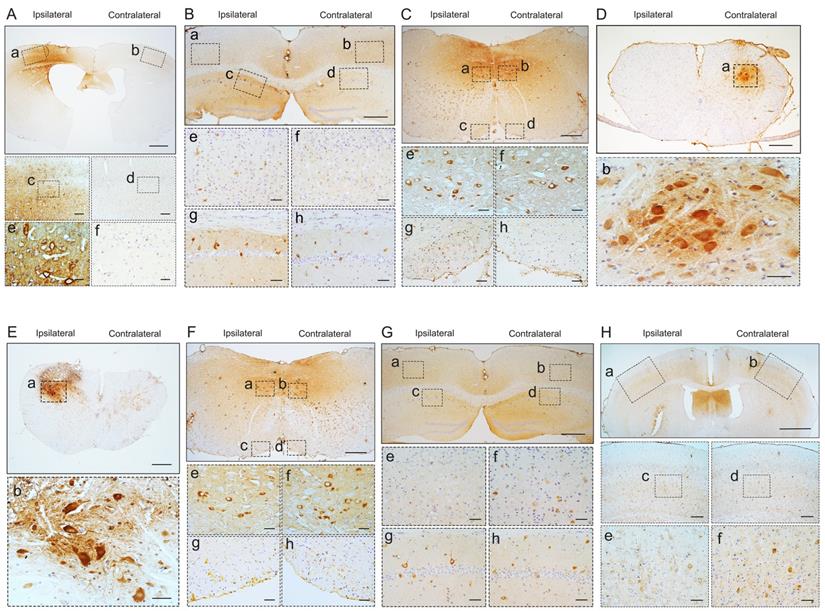 Int J Biol Sci Image