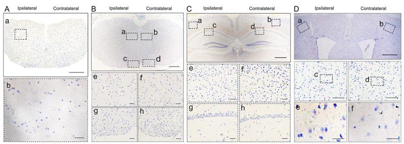 Int J Biol Sci Image