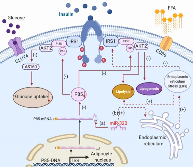 Int J Biol Sci Image