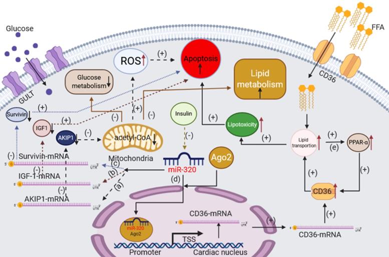 Int J Biol Sci Image