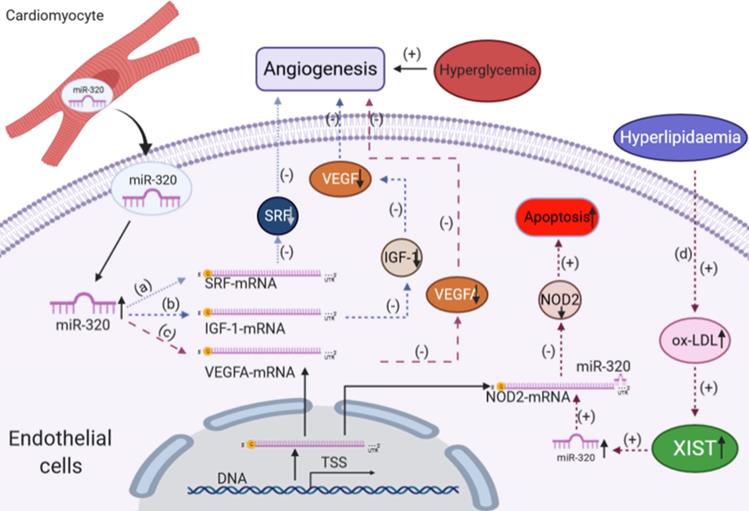 Int J Biol Sci Image