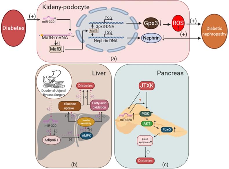 Int J Biol Sci Image