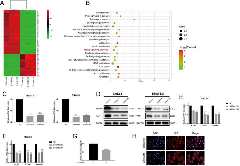 Int J Biol Sci Image