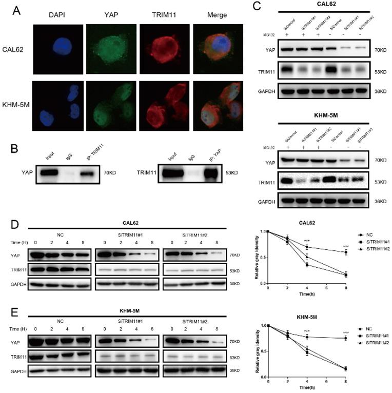 Int J Biol Sci Image