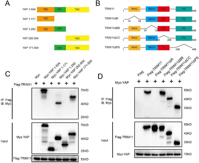 Int J Biol Sci Image