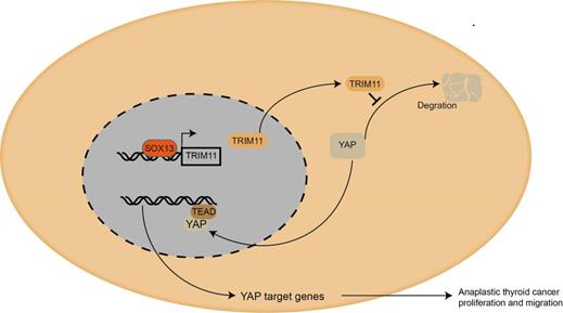 Int J Biol Sci Image