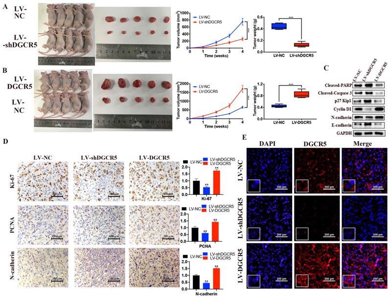 Int J Biol Sci Image