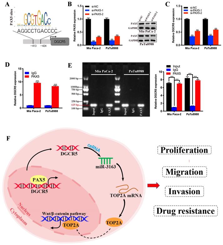 Int J Biol Sci Image