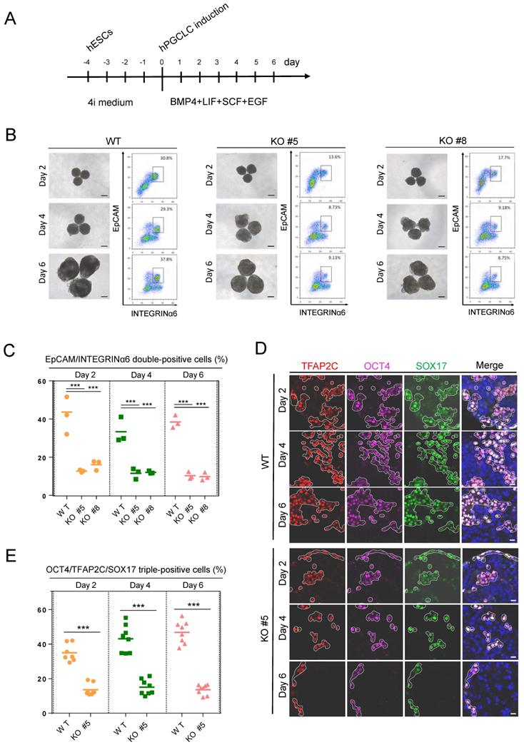 Int J Biol Sci Image