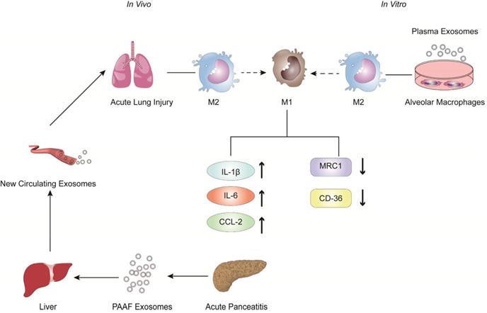 Int J Biol Sci Image