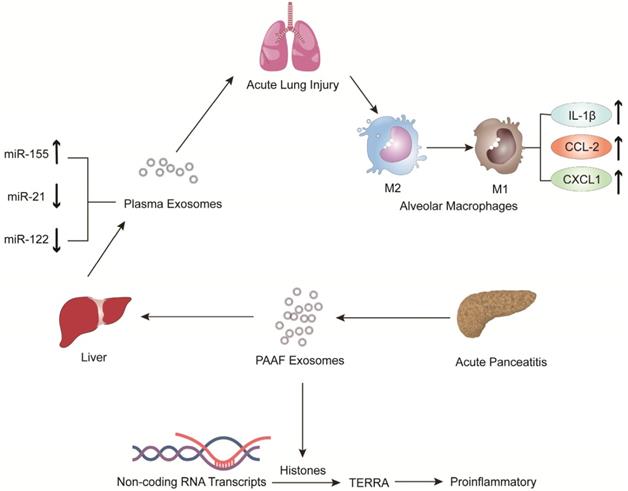 Int J Biol Sci Image