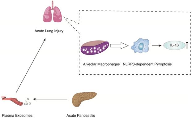 Int J Biol Sci Image