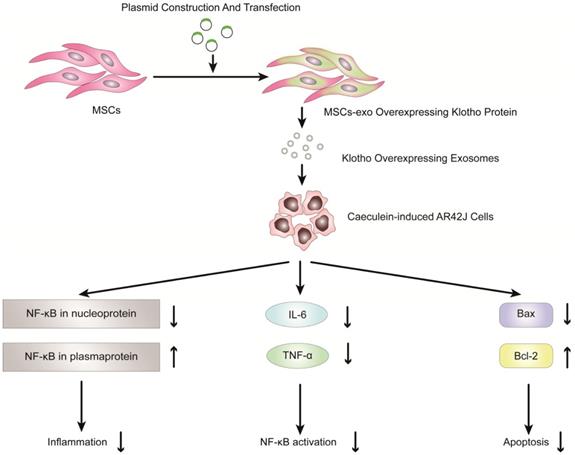 Int J Biol Sci Image