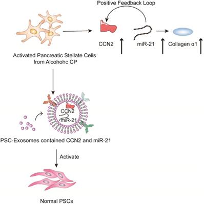 Int J Biol Sci Image