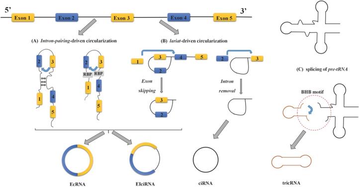 Int J Biol Sci Image