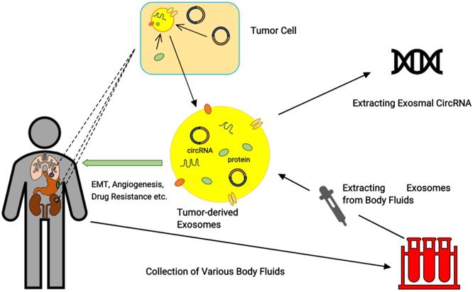 Int J Biol Sci Image