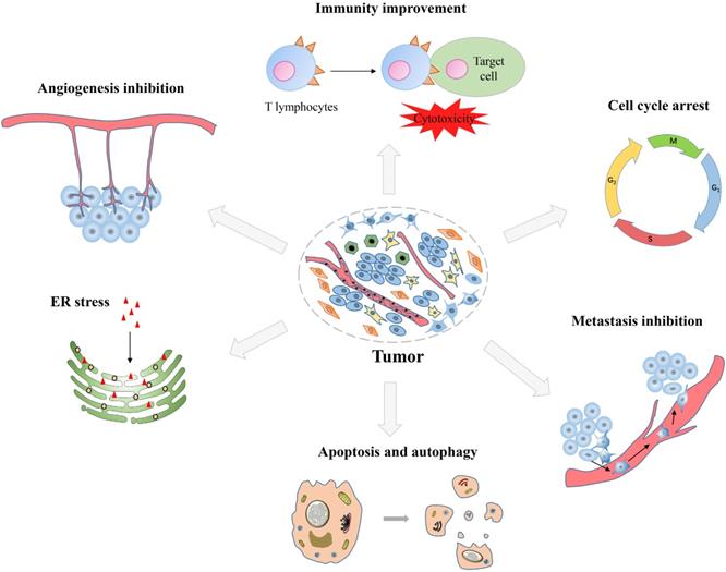 Int J Biol Sci Image