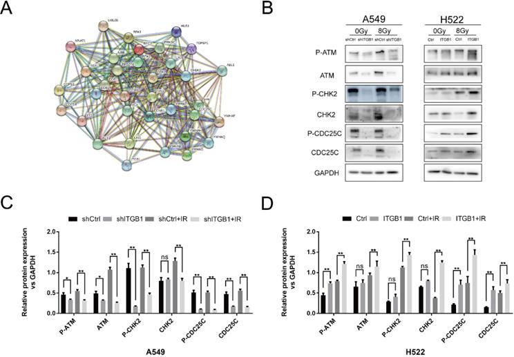 Int J Biol Sci Image