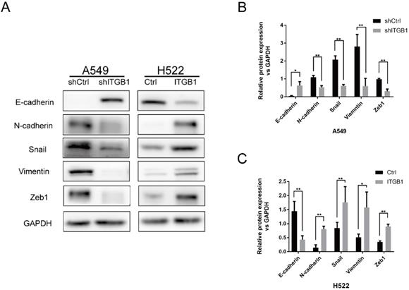 Int J Biol Sci Image