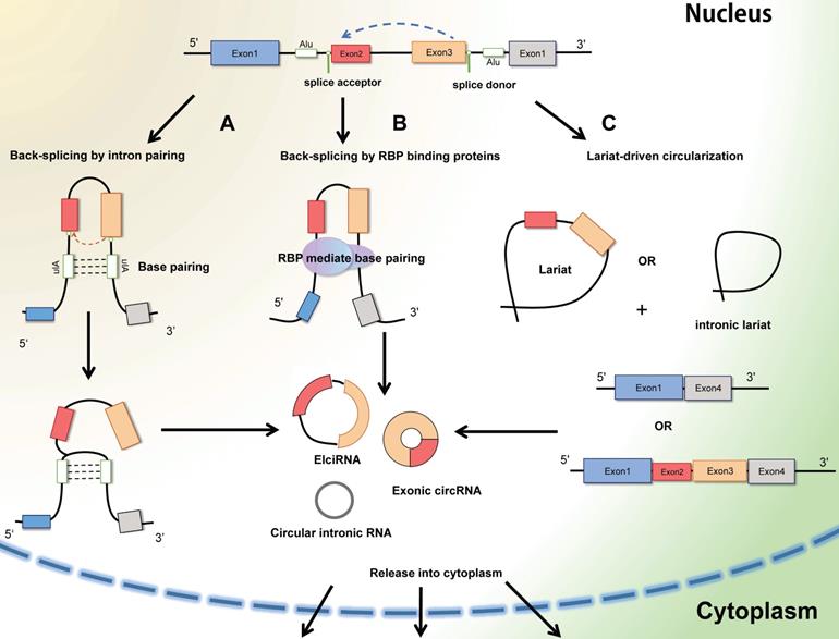 Int J Biol Sci Image