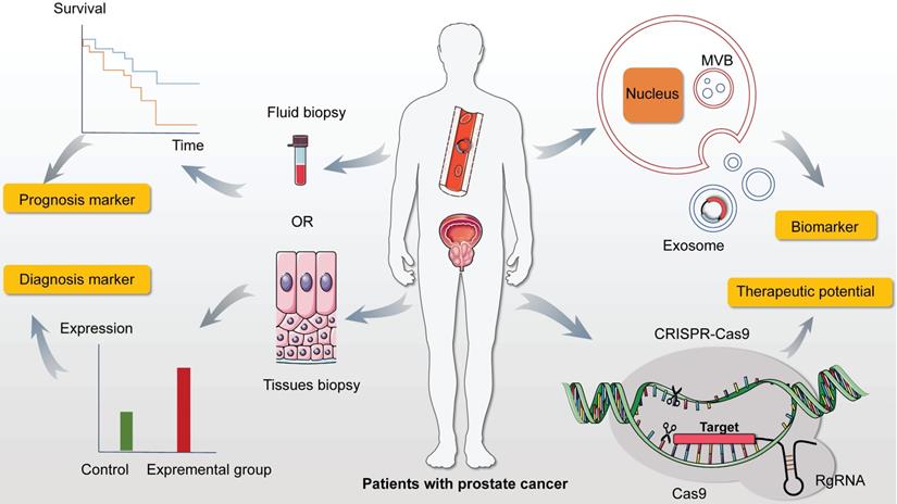 Int J Biol Sci Image