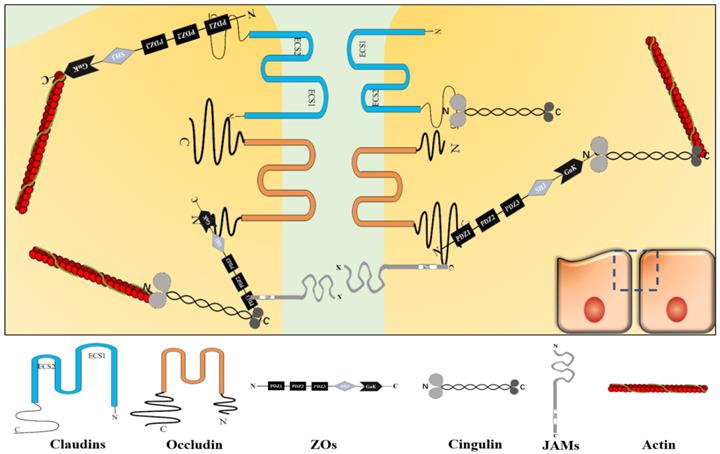 Int J Biol Sci Image