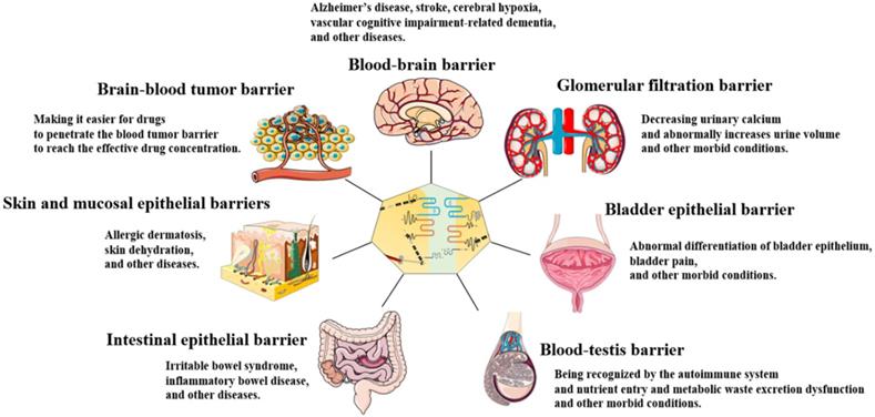 Int J Biol Sci Image