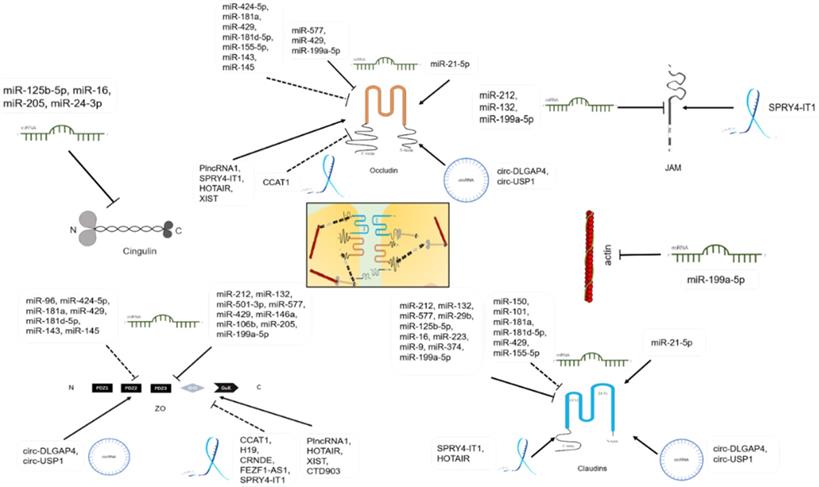 Int J Biol Sci Image