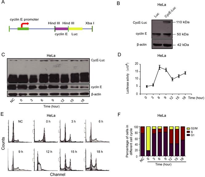 Int J Biol Sci Image