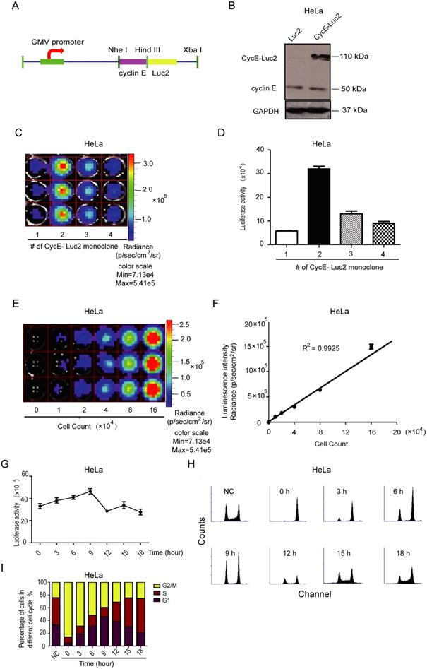 Int J Biol Sci Image