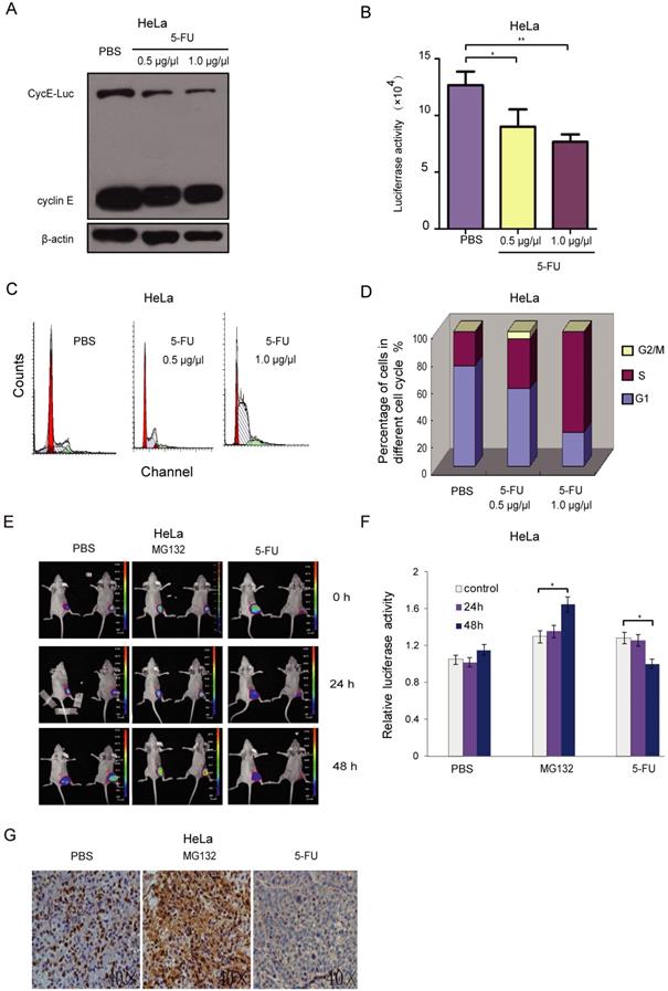 Int J Biol Sci Image