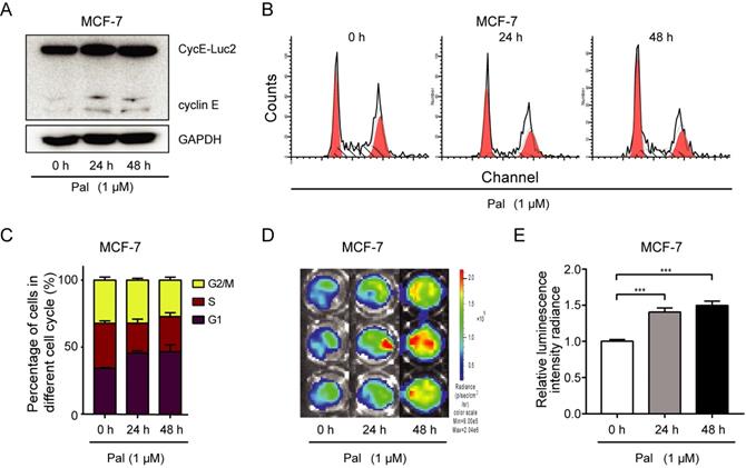 Int J Biol Sci Image