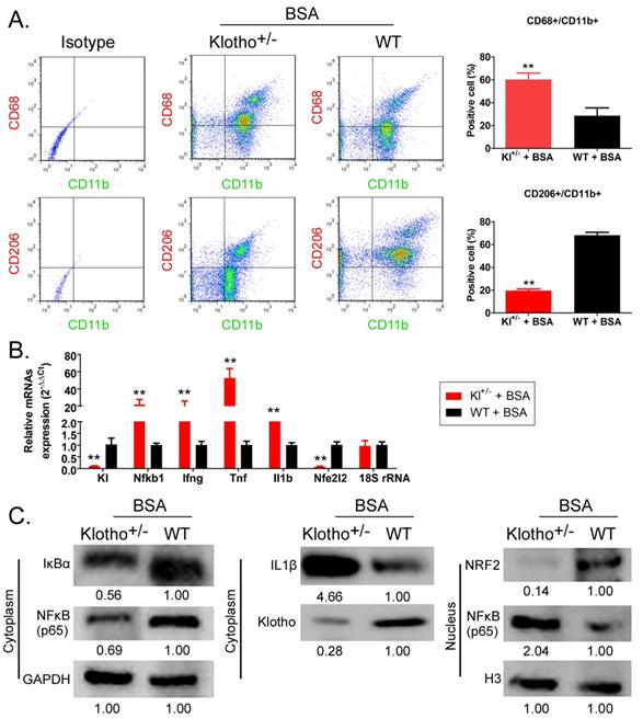 Int J Biol Sci Image